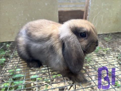 Boy 1, a baby lop bunny for sale at Hoppity Hollow Farm