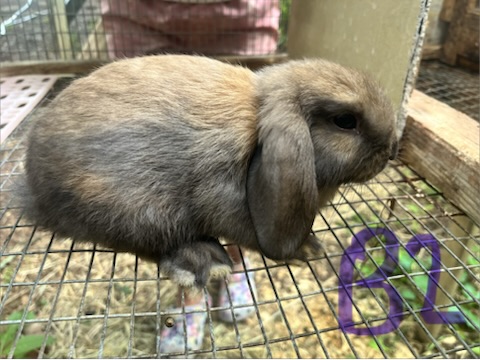 Boy 2, a baby lop bunny for sale at Hoppity Hollow Farm