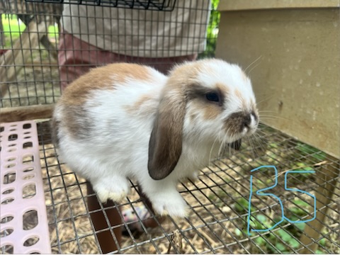 Boy 5, a baby lop bunny for sale at Hoppity Hollow Farm