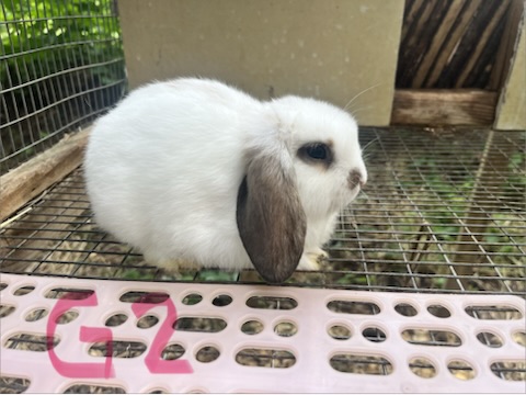 Girl 2, a baby lop bunny for sale at Hoppity Hollow Farm