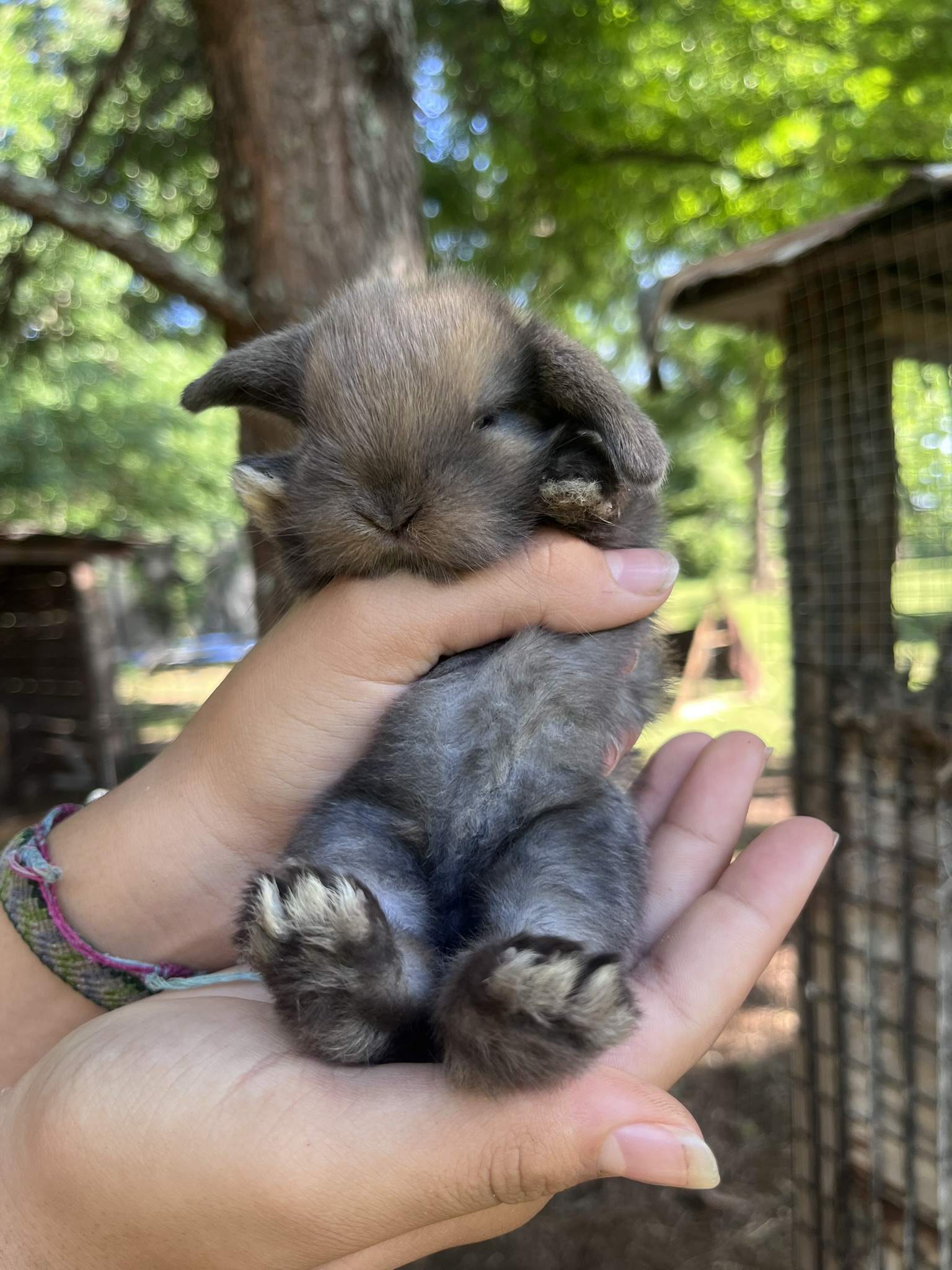 A baby lop bunny held in cupped hands at Hoppity Hollow Farm